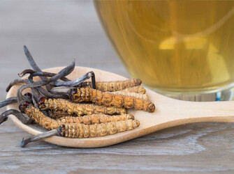 Cordyceps Sinensis Extract
